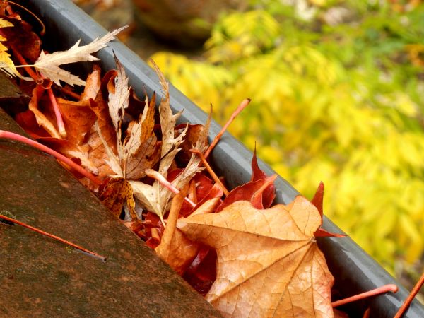 Cost of Roof Gutter Debris Removal in Port Orange