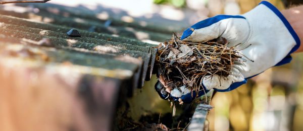 Pine Needle Gutter Cleaning in Port Orange
